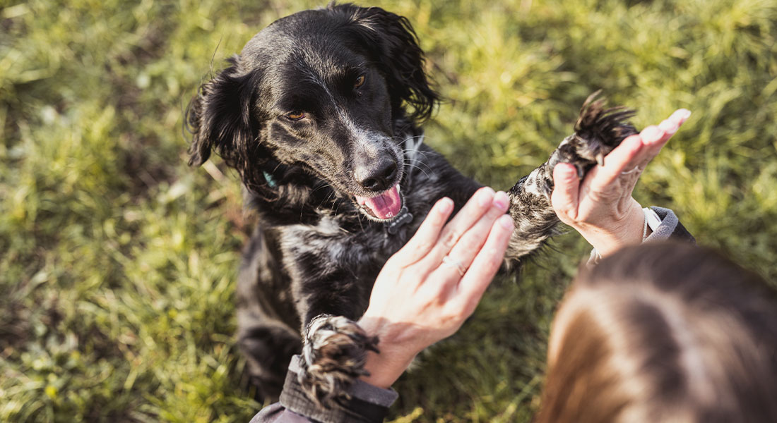 Careers Vet in Clintonville Clintonville Hometown Veterinary Services