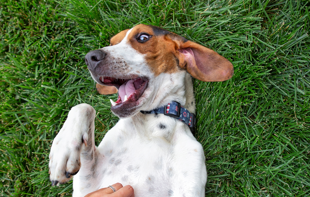 Dental Care Vet in Clintonville Clintonville Hometown Veterinary