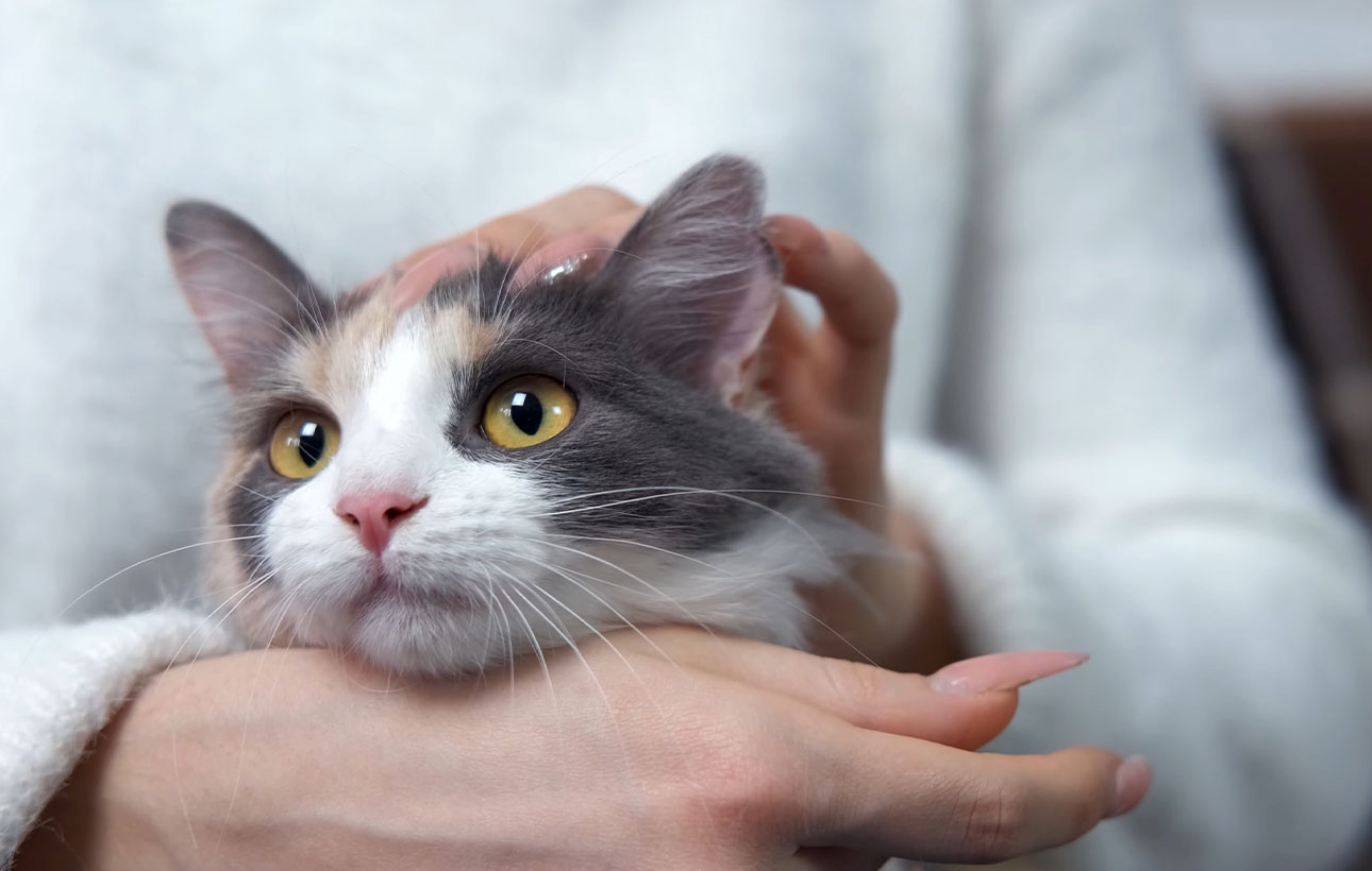 Surgery Vet in Clintonville Clintonville Hometown Veterinary Services