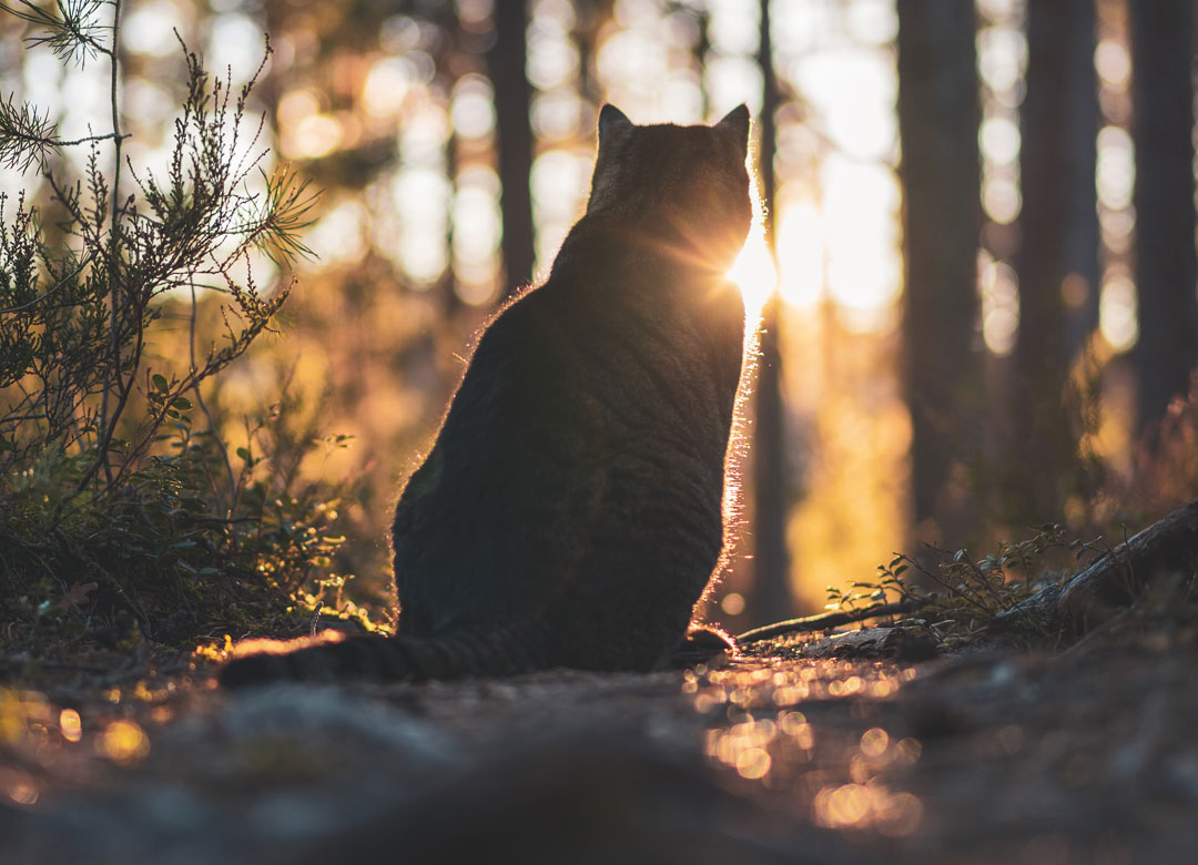 Veterinarian in Clintonville Vets Near Me Clintonville Hometown