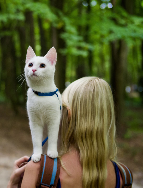 Veterinarian in Clintonville Vets Near Me Clintonville Hometown
