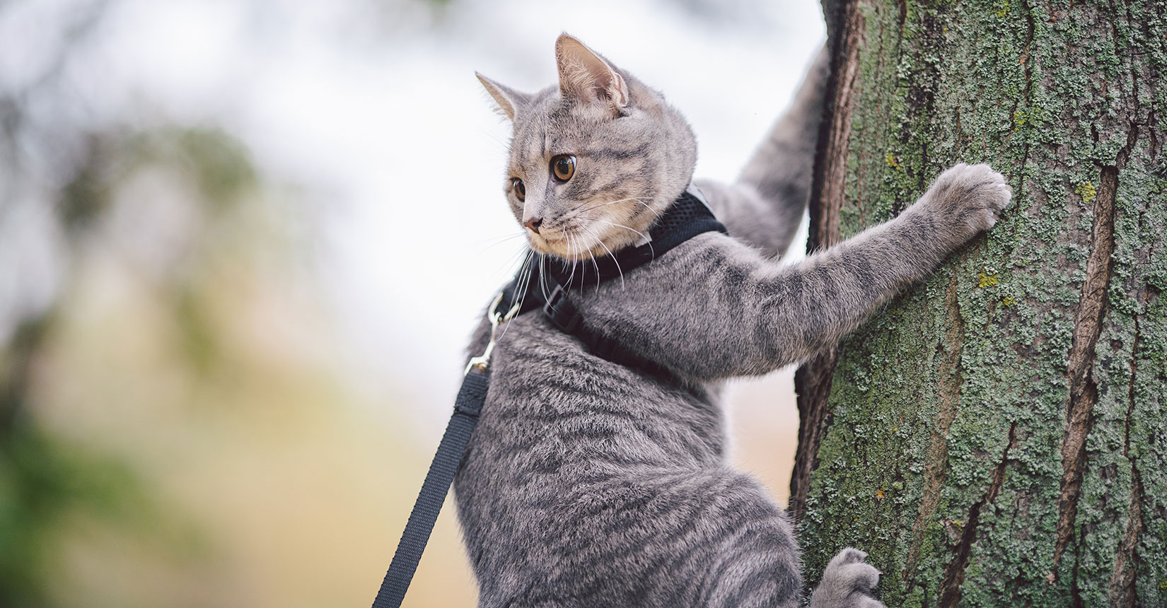 Surgery Vet in Clintonville Clintonville Hometown Veterinary Services