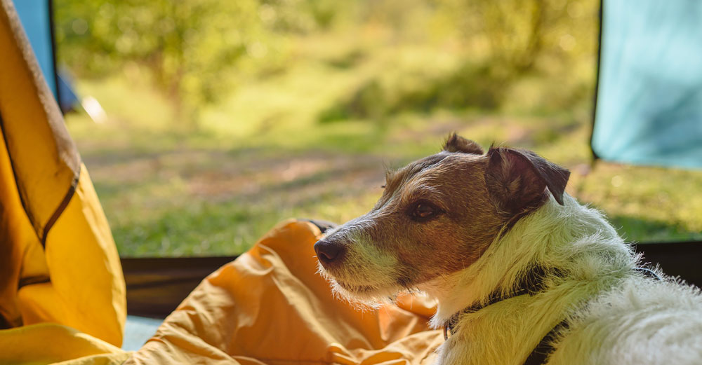 Wellness & Prevention Vet in Clintonville Clintonville Hometown